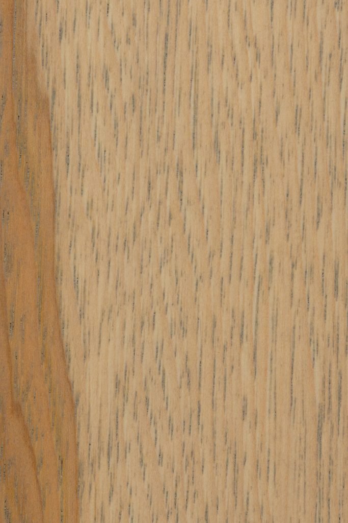 Seashell on Hickory Wood Sample