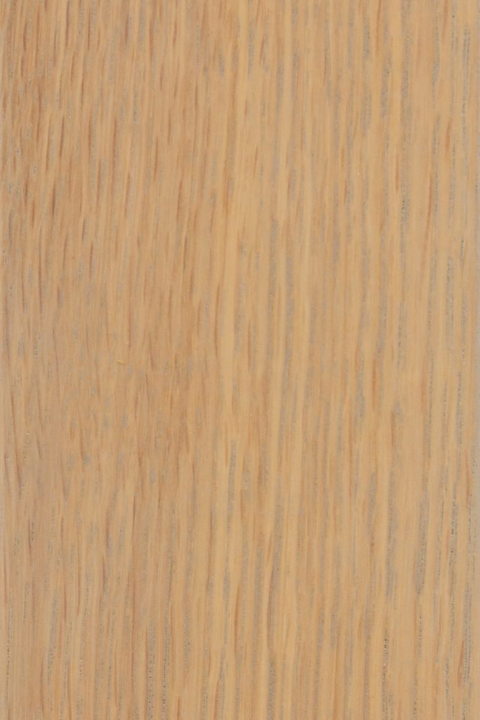 Seashell on Quartersawn White Oak