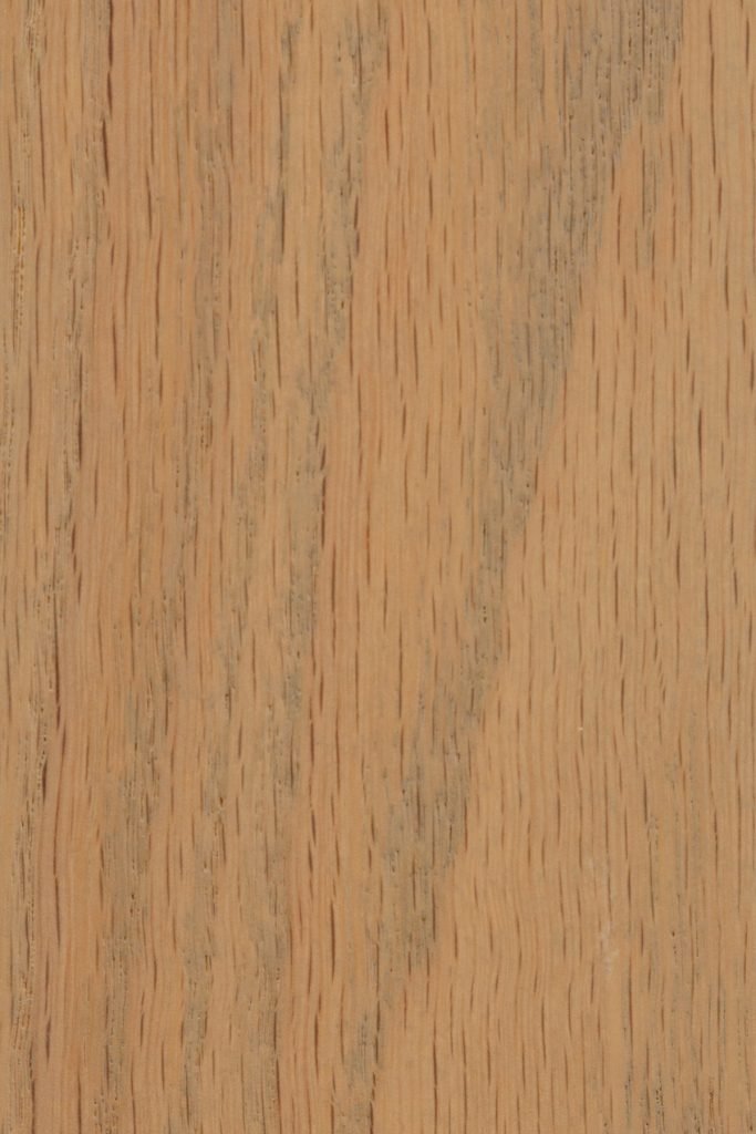 Seashell on Red Oak Sample