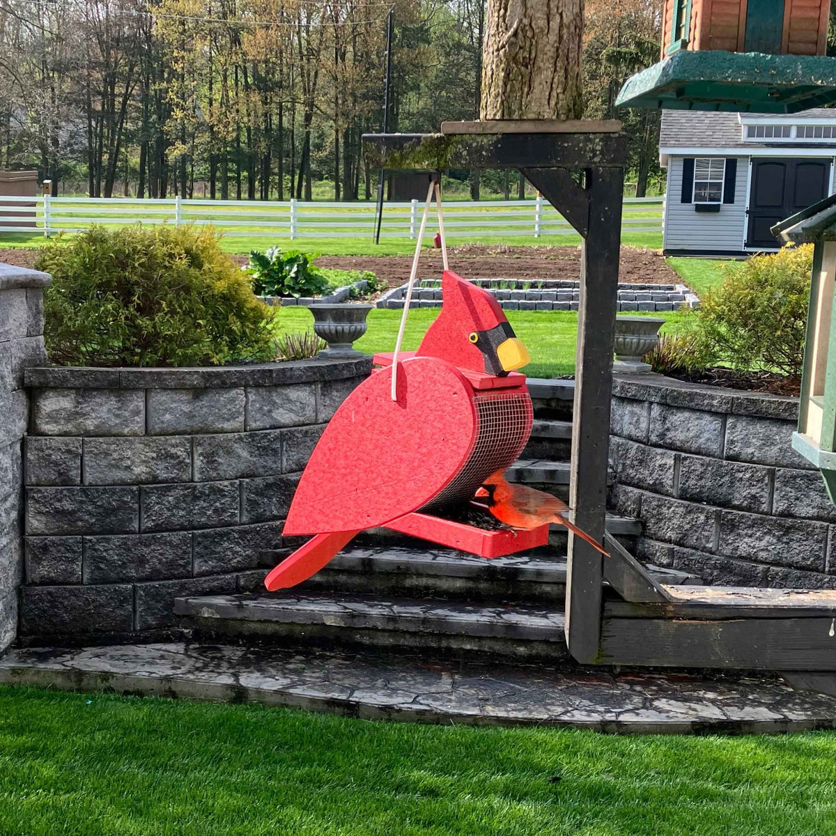 Red poly cardinal bird feeder hanging from a wooden post in a landscaped backyard with stone retaining wall