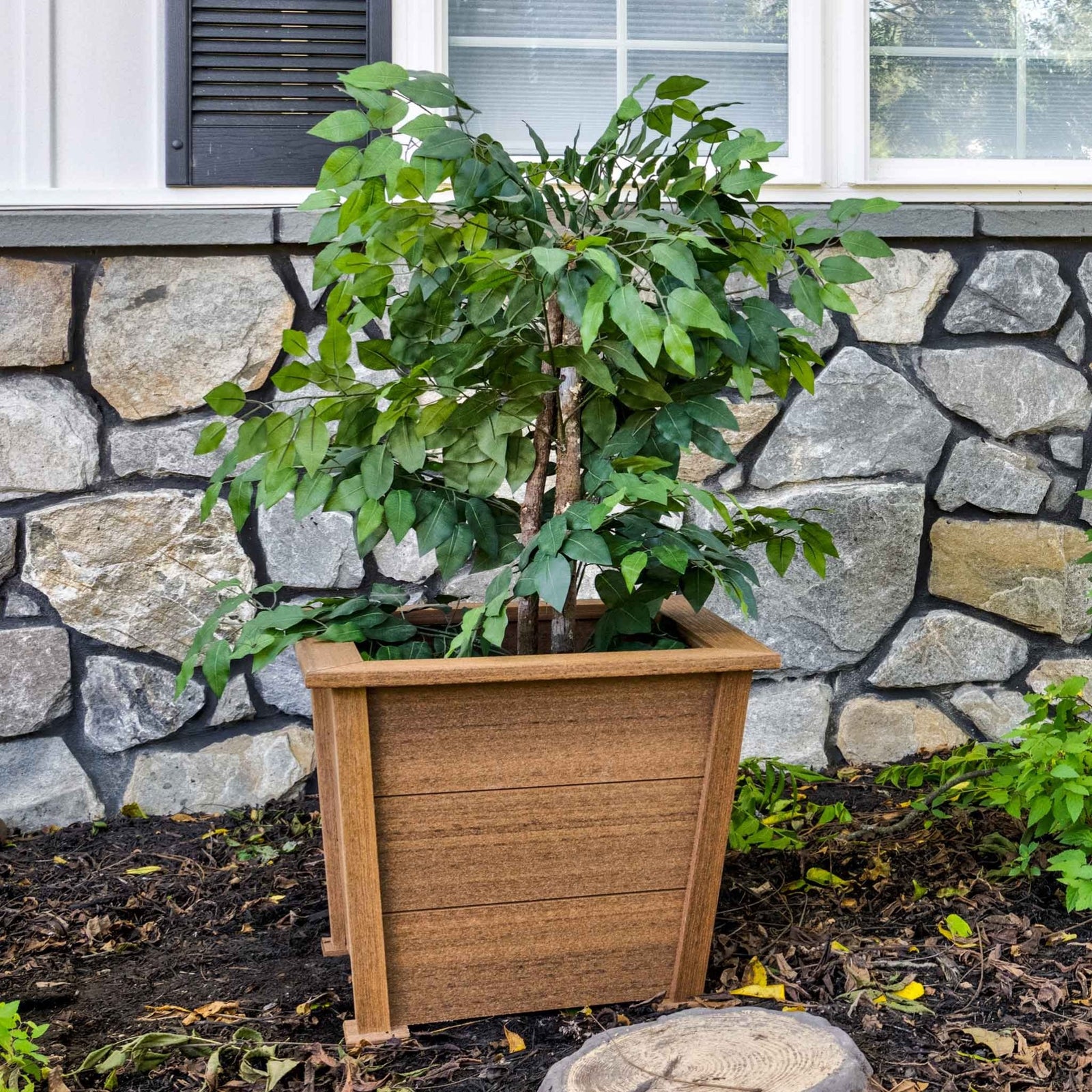 Mahogany brown poly square planter with a leafy ficus tree set in a mulch bed by a stone house wall