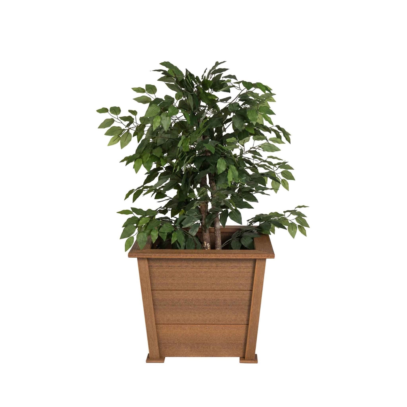 Mahogany brown poly square planter with a leafy ficus tree set in a mulch bed by a stone house wall