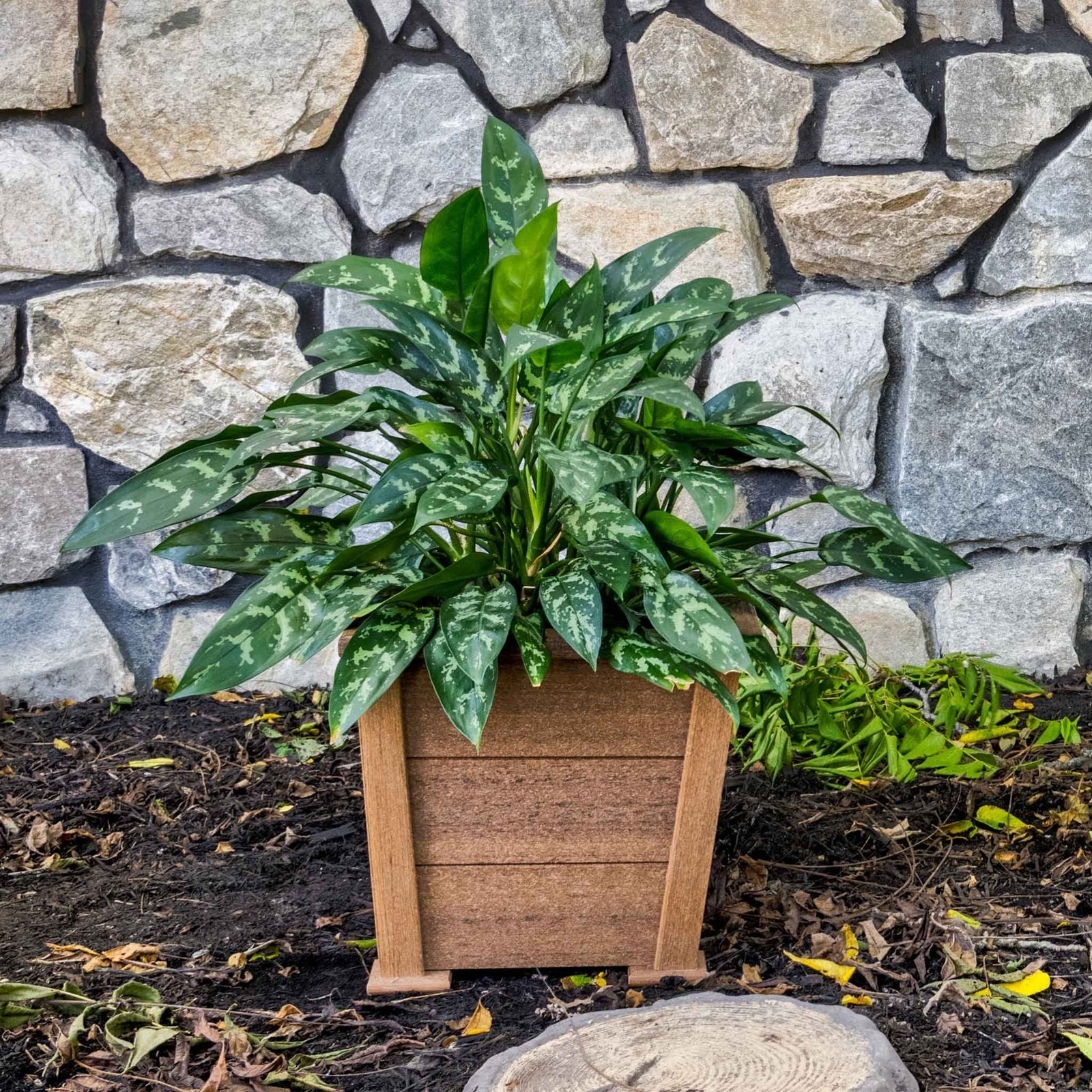 Antique mahogany small square poly planter holding a leafy green plant beside a stone wall