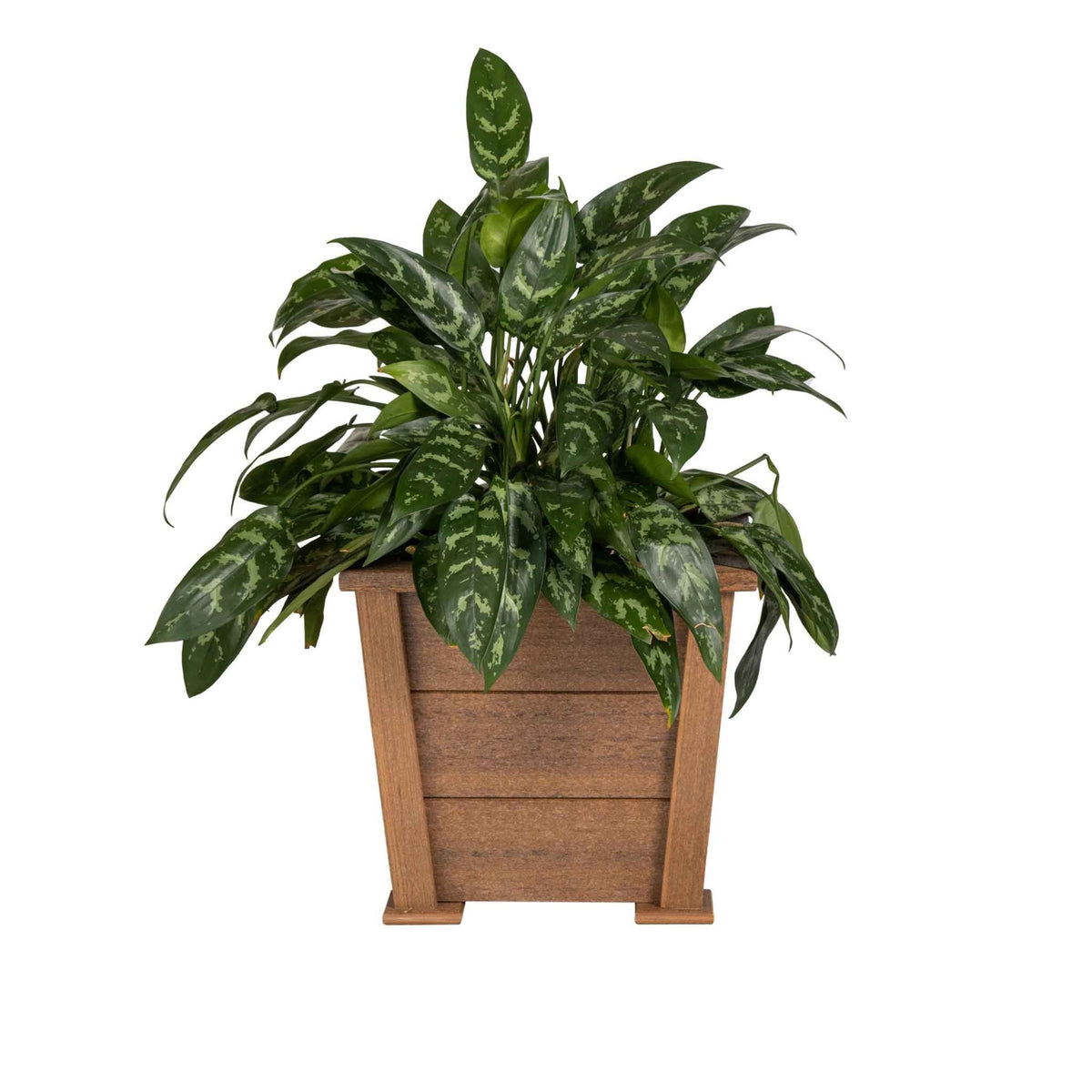Mahogany brown square poly planter box planted with a variegated green leafy plant on white