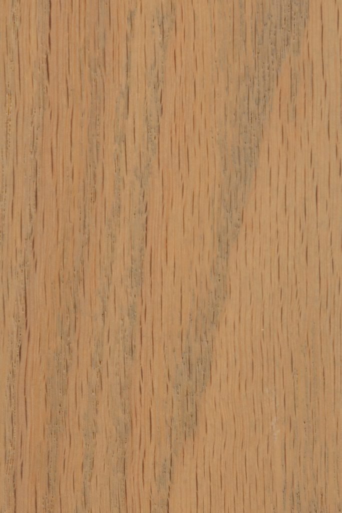 Seashell on red oak, a pale golden tan swatch with subtle grain variation and gray toned pores