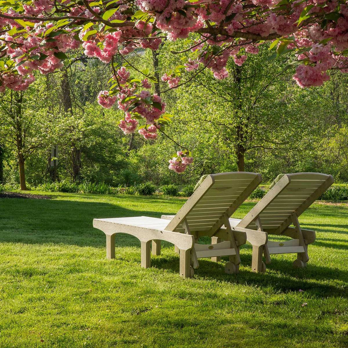 Two poly chaise lounge chairs on a green lawn under a blooming pink cherry tree, backs reclined for sunbathing
